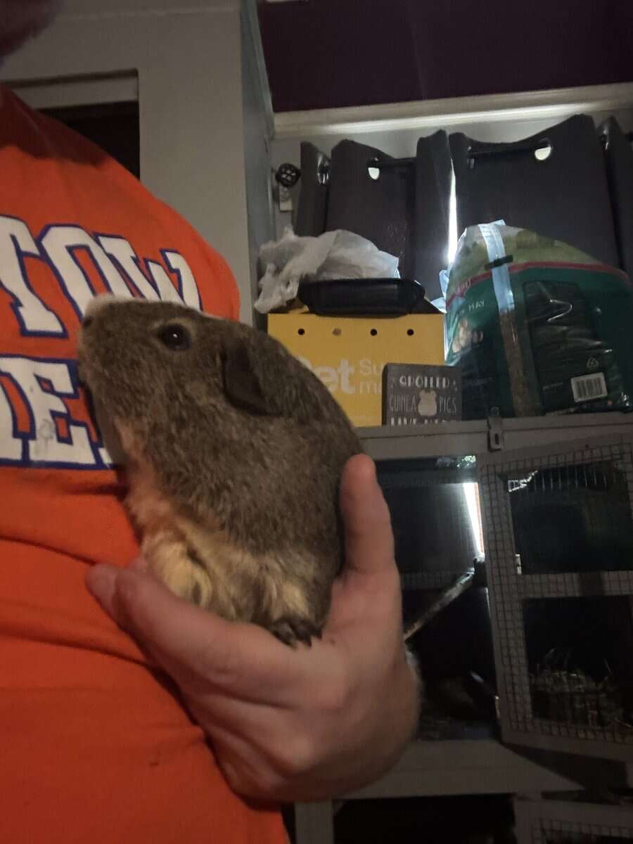 Guinea pig rehoming image 2