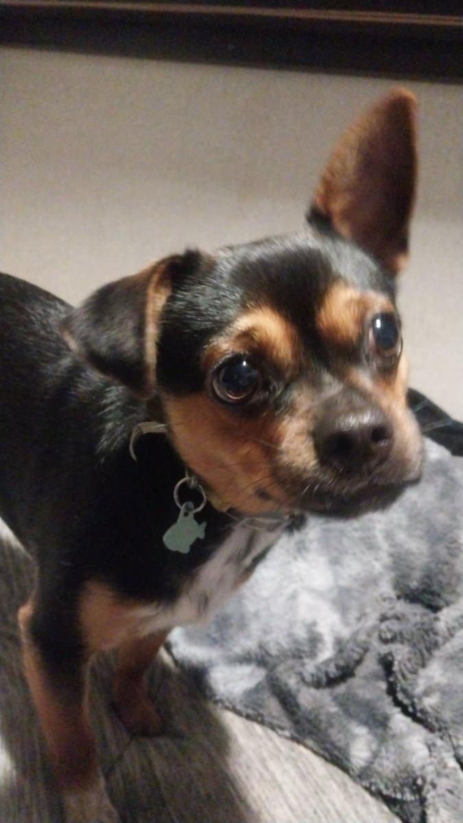 2 year old chihuahua image 5