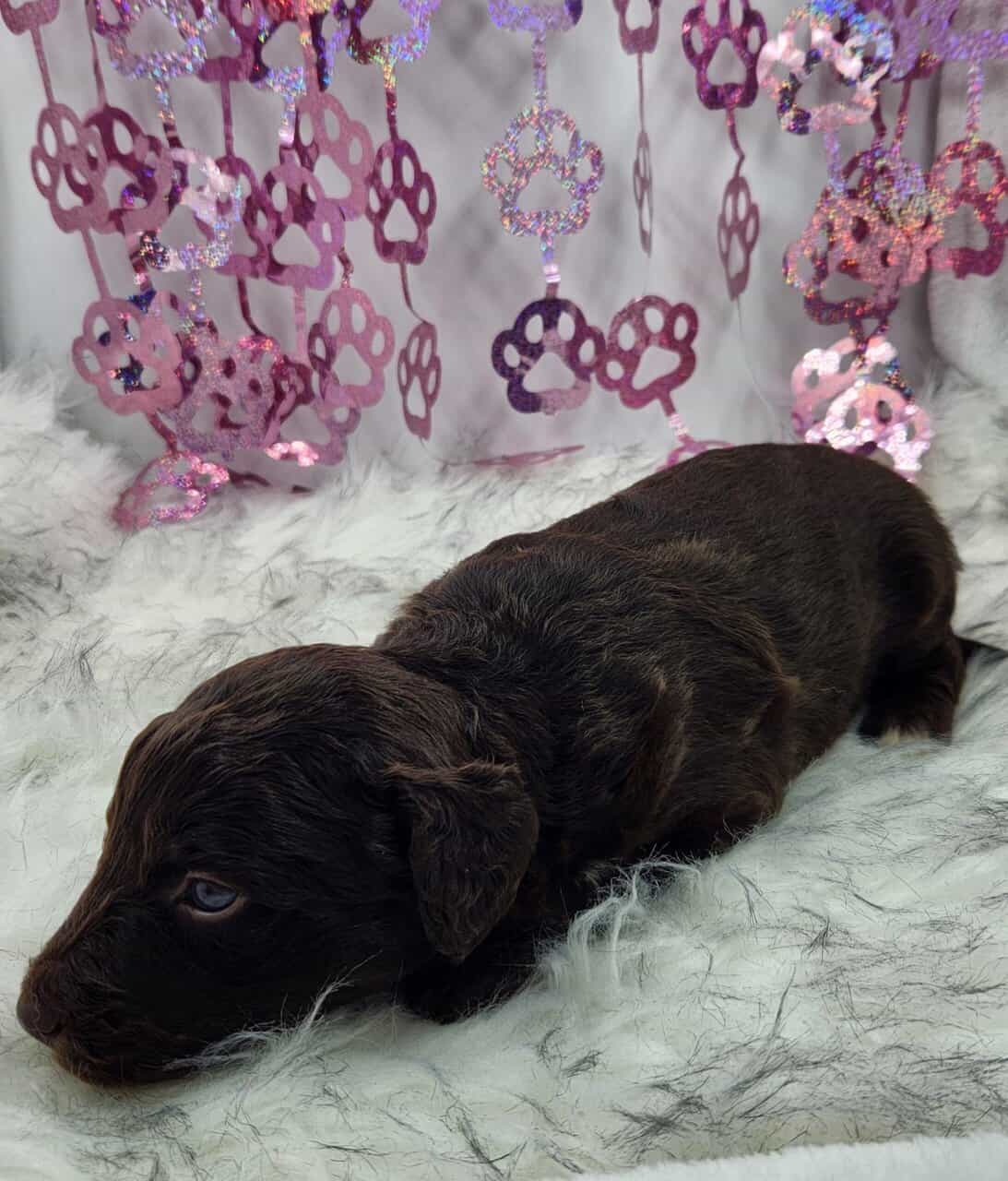 6 Mini Aussidoodles image 18