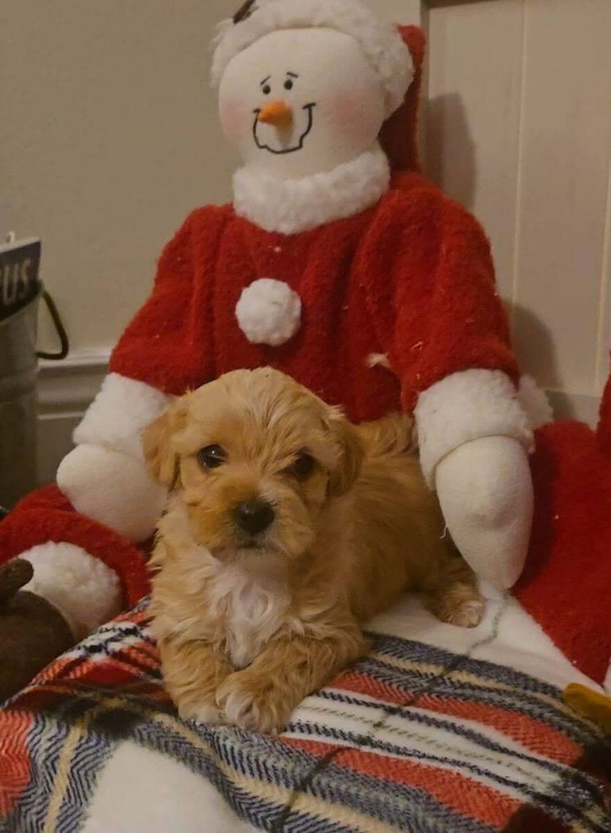 Yorkipoo puppies image 4