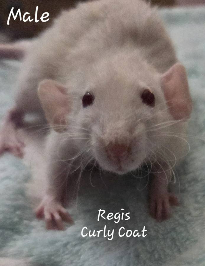 Dumbo Ear Young Rats image 3