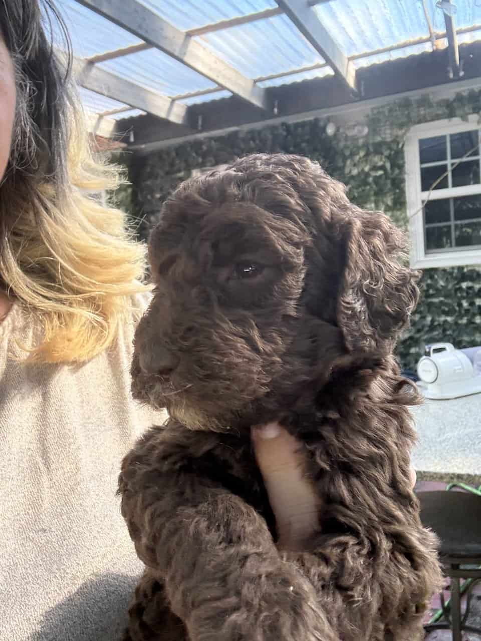 Chocolate labradoodle image 5