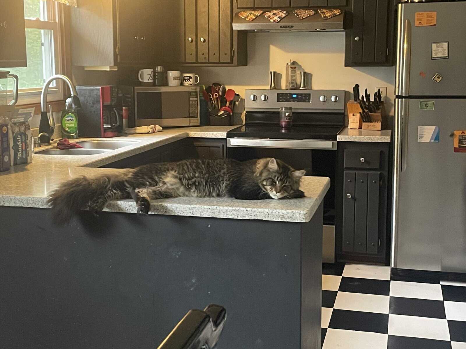 1yo Male Maine Coon image 3