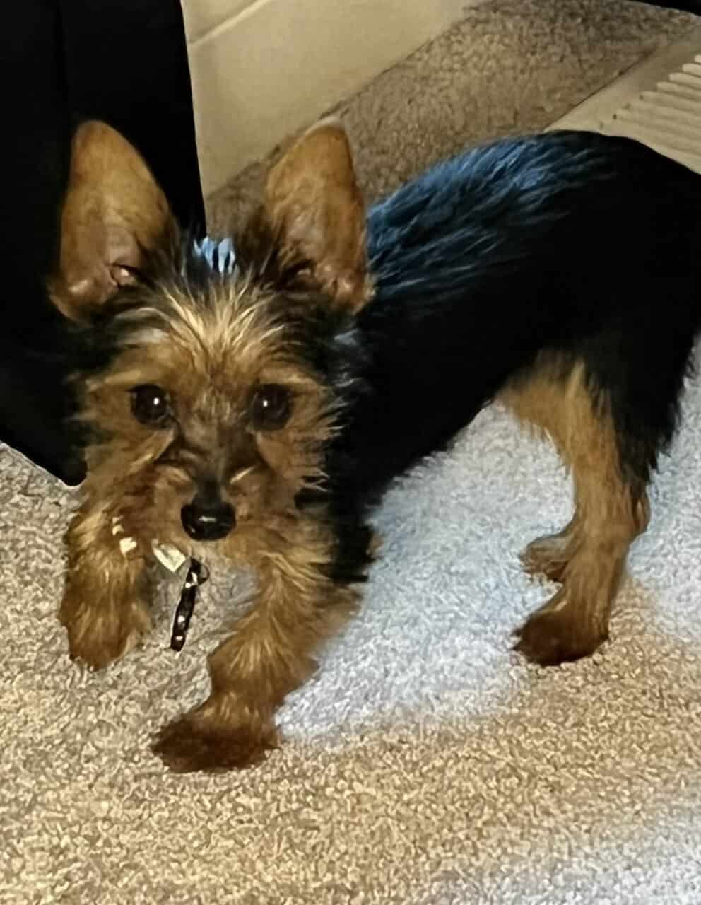 Registered Yorkie image 3