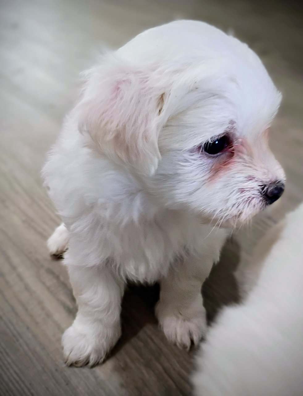 Maltese Holiday Puppies Available image 10