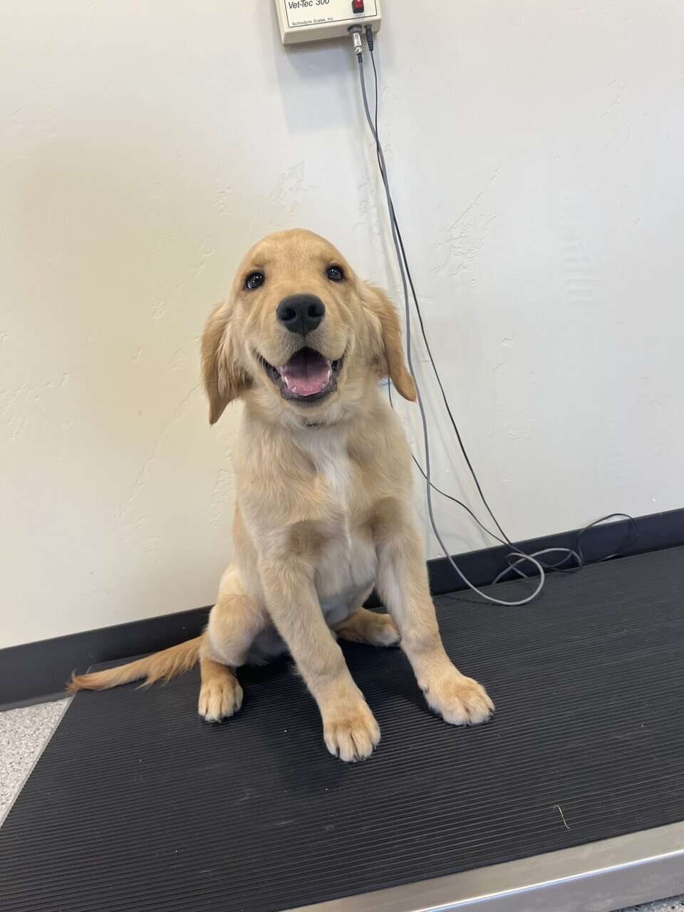 AKC Trained Golden Retriever image 4