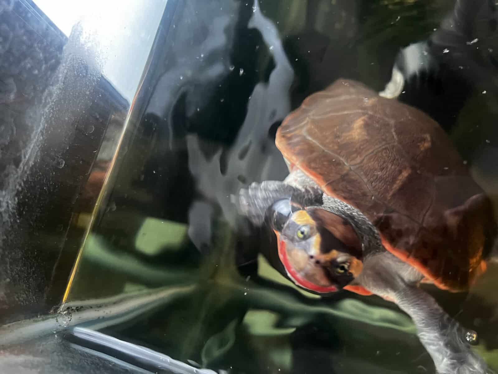 Turtles lost there mom to cancer image 15