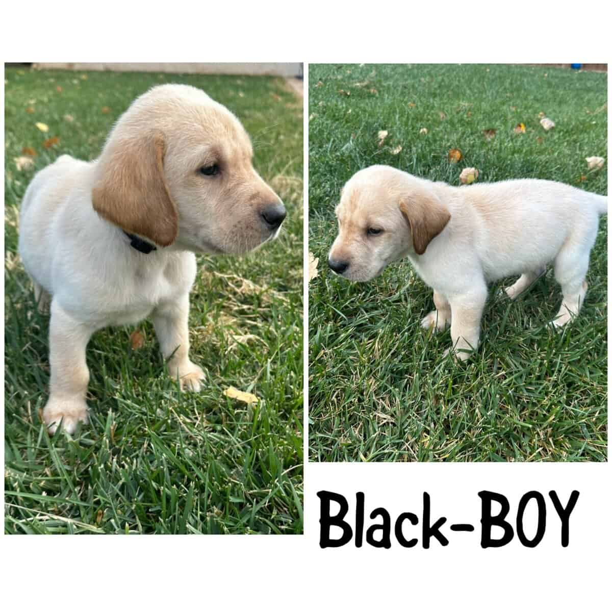 AKC Labrador puppies image 3