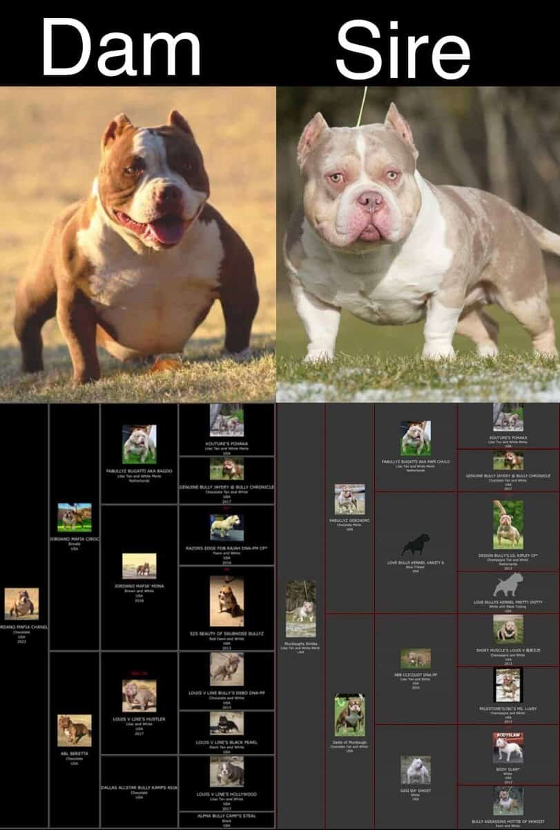 American bully puppys image 7