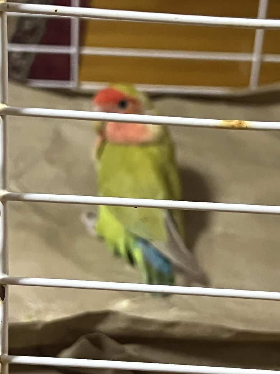 Lovebird image 2