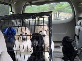 AKC Standard Poodle puppies