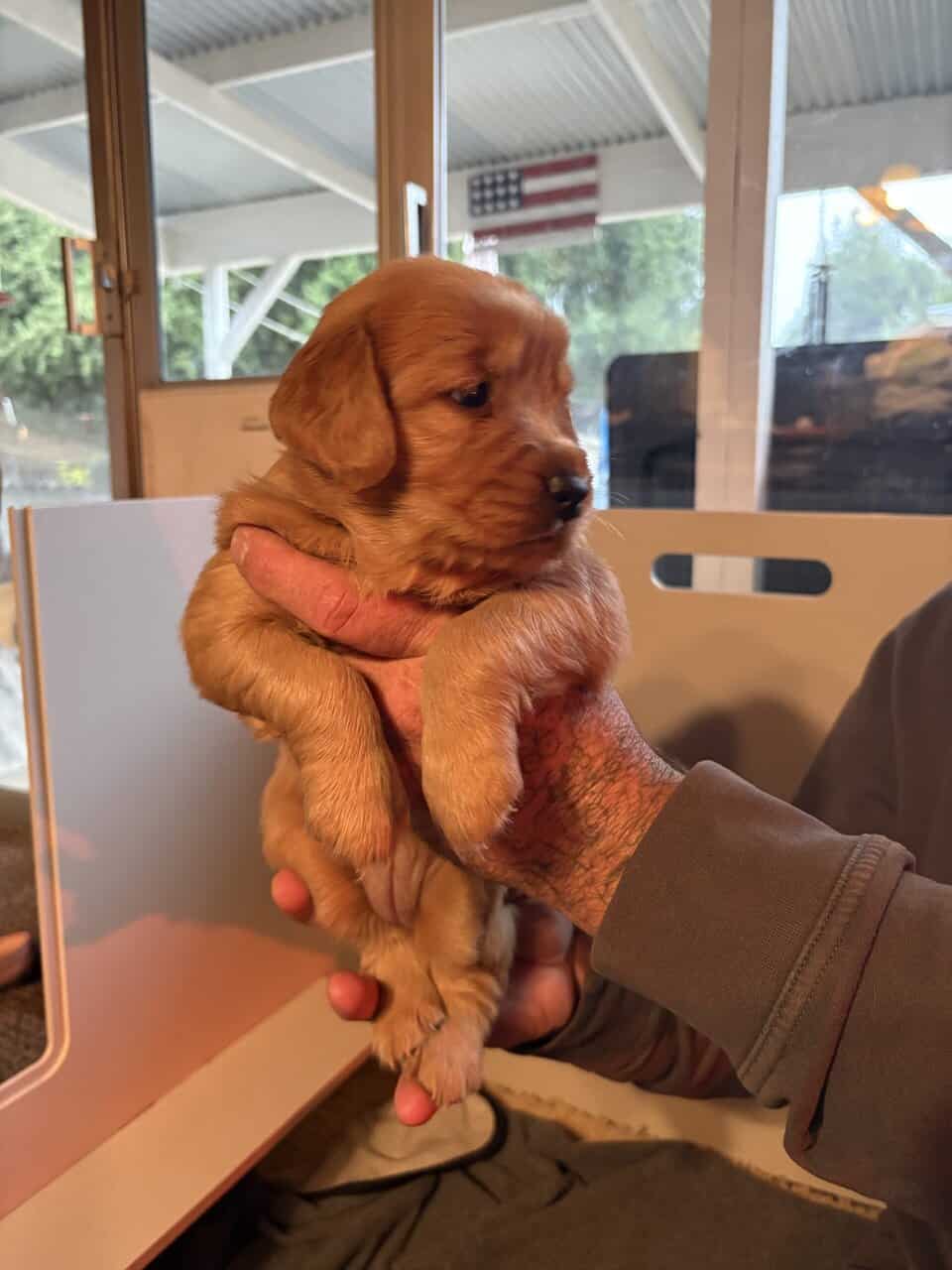 GOLDEN RETRIEVER image 5
