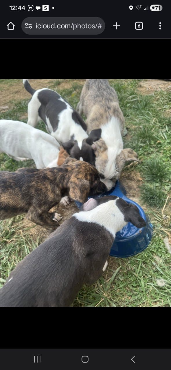 Free Blue nose pit and Golden doodle puppies image 3