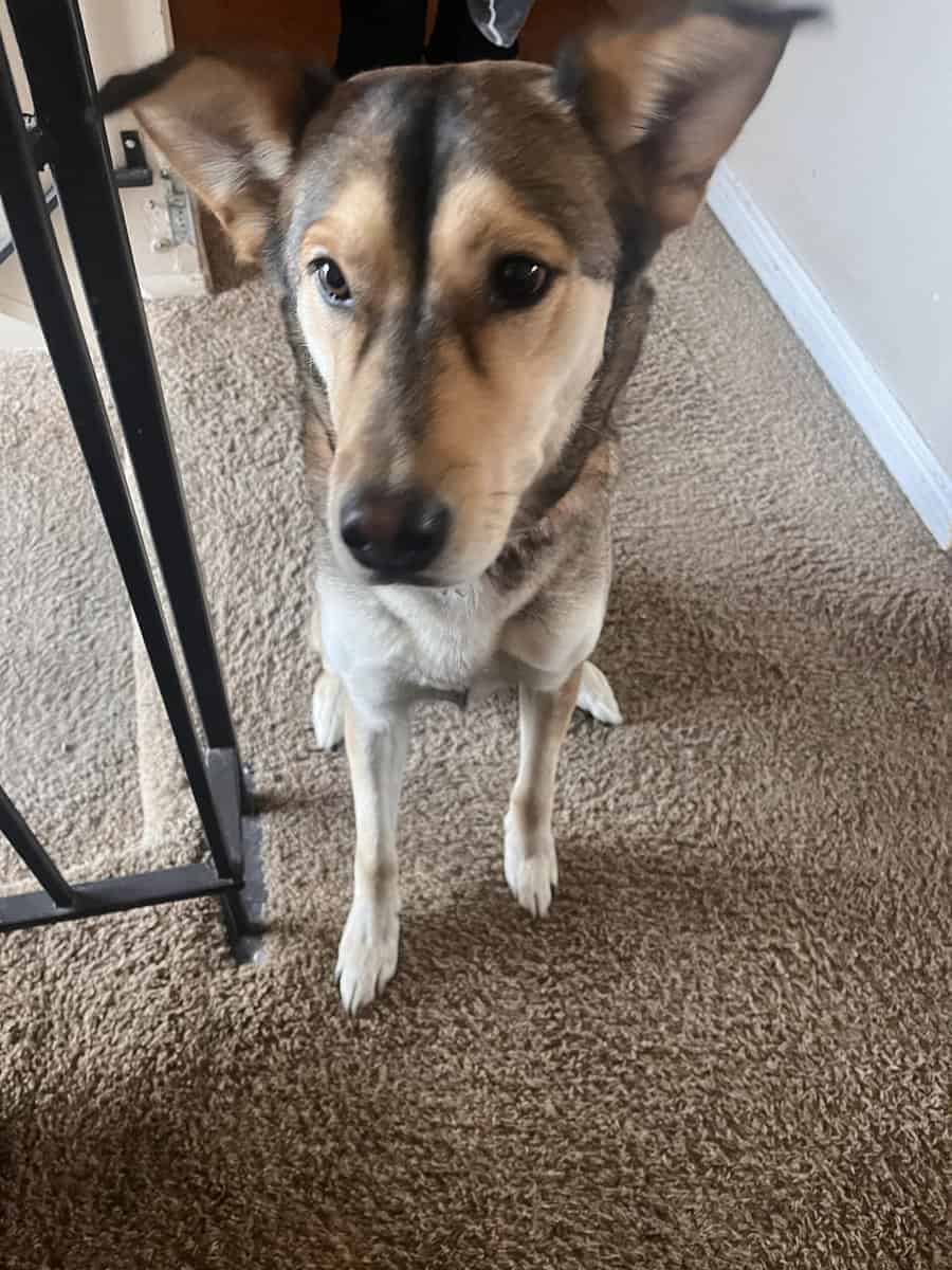 Huskey / German shepherd mix image 2