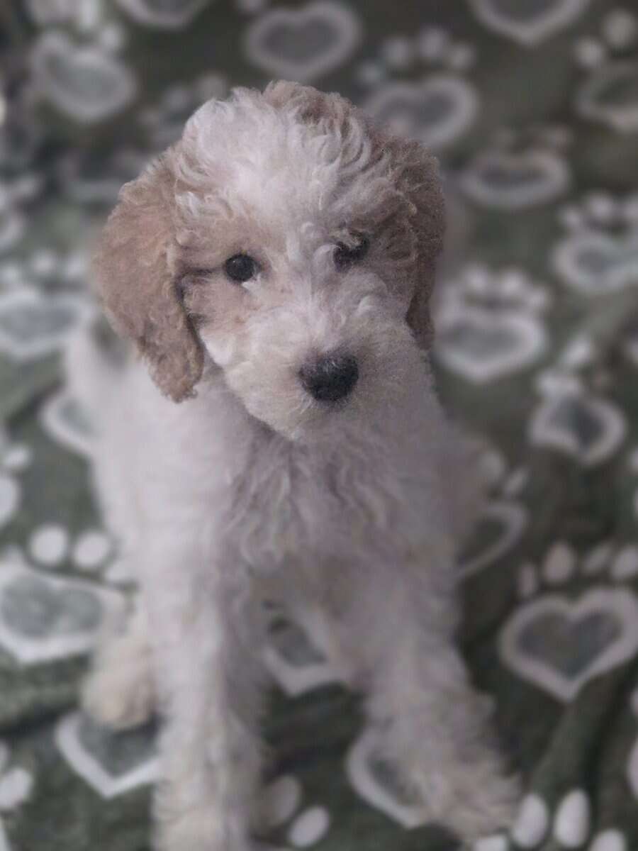 Winnie - 10 Week Old Mini Golden Doodle image 4