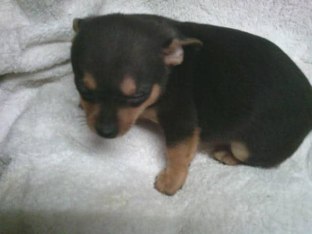Adorable Chihuahua- pom cross puppies image 3