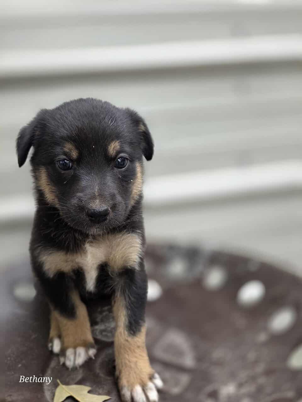 German Shepherd/Aussie X image 6