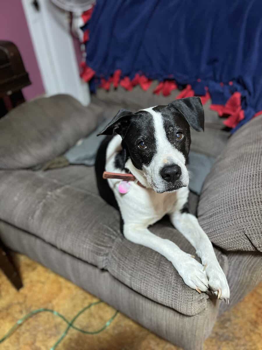 Free to a good home. Meet Elvis image 1