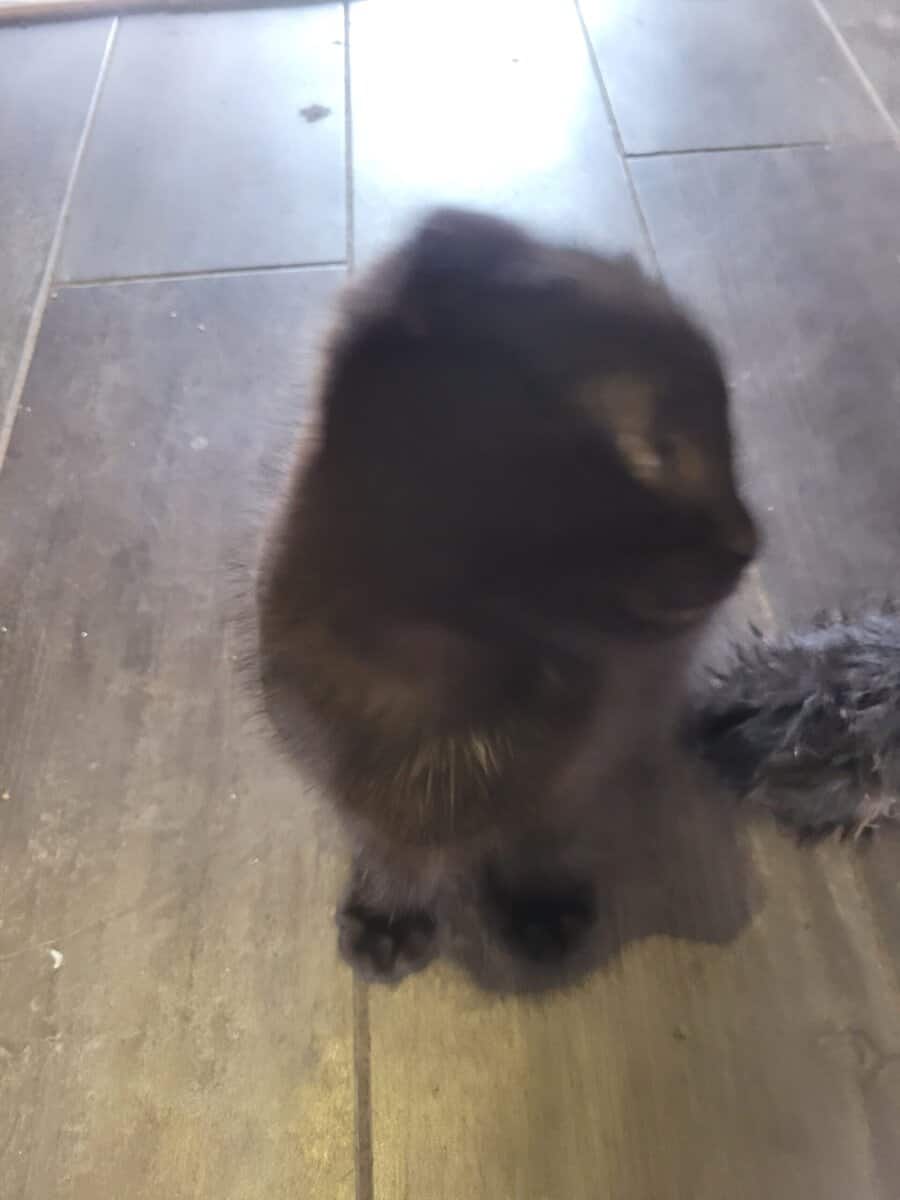 Scottish Fold kitten image 4