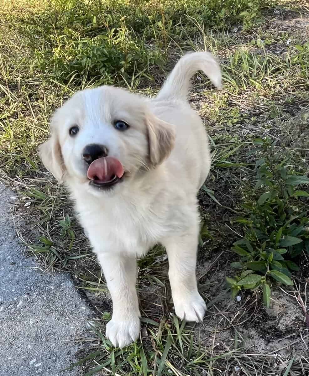 Goberian Puppies image 5
