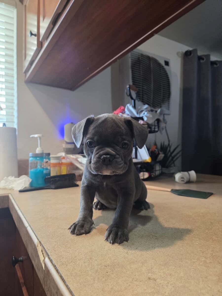 French Bulldog Puppies image 6