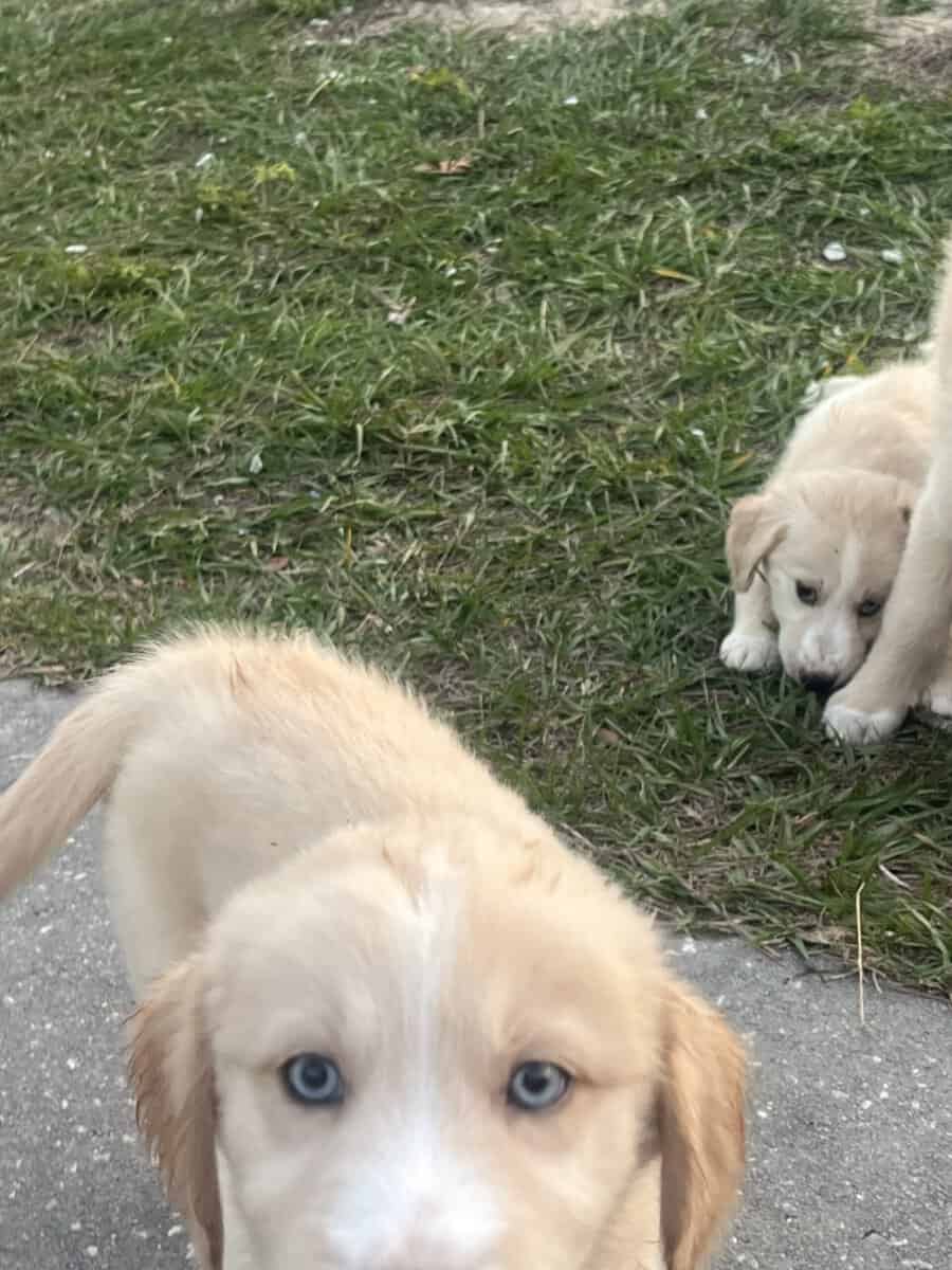 Goberian Puppies image 3