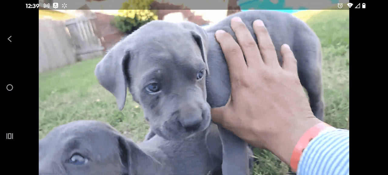 🐾 Cane Corso Puppies — Blue & Grey 💙 image 12