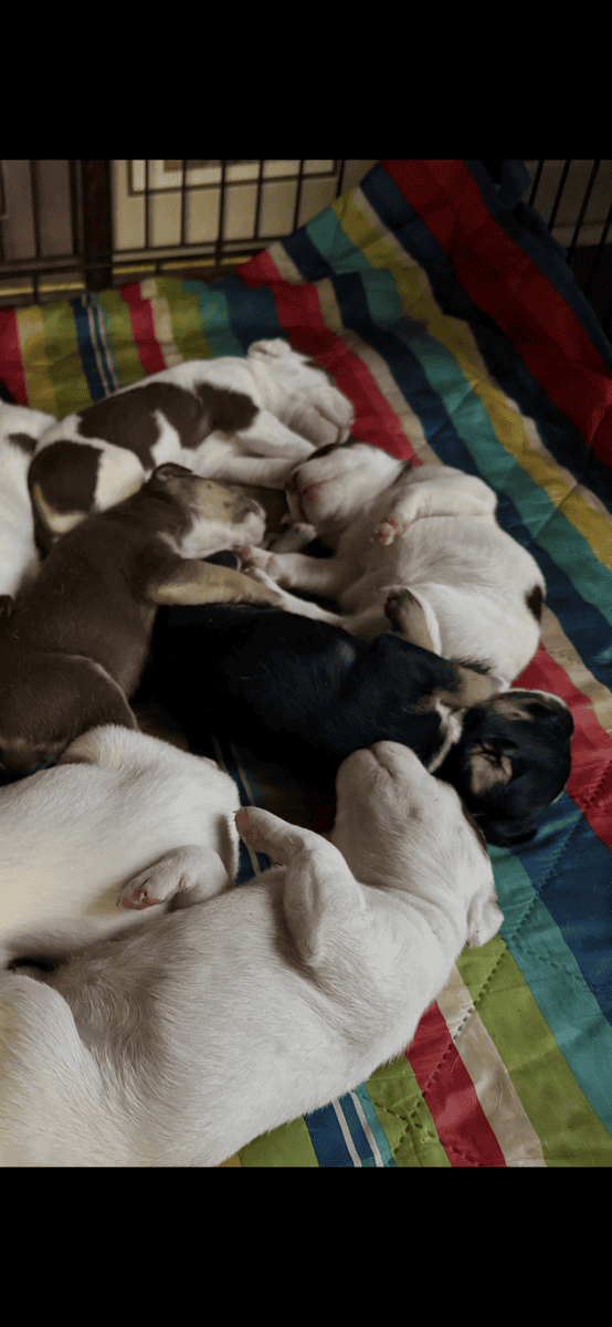 Pitbull puppies 6 weeks image 2