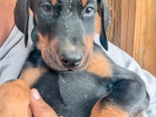 Doberman puppies