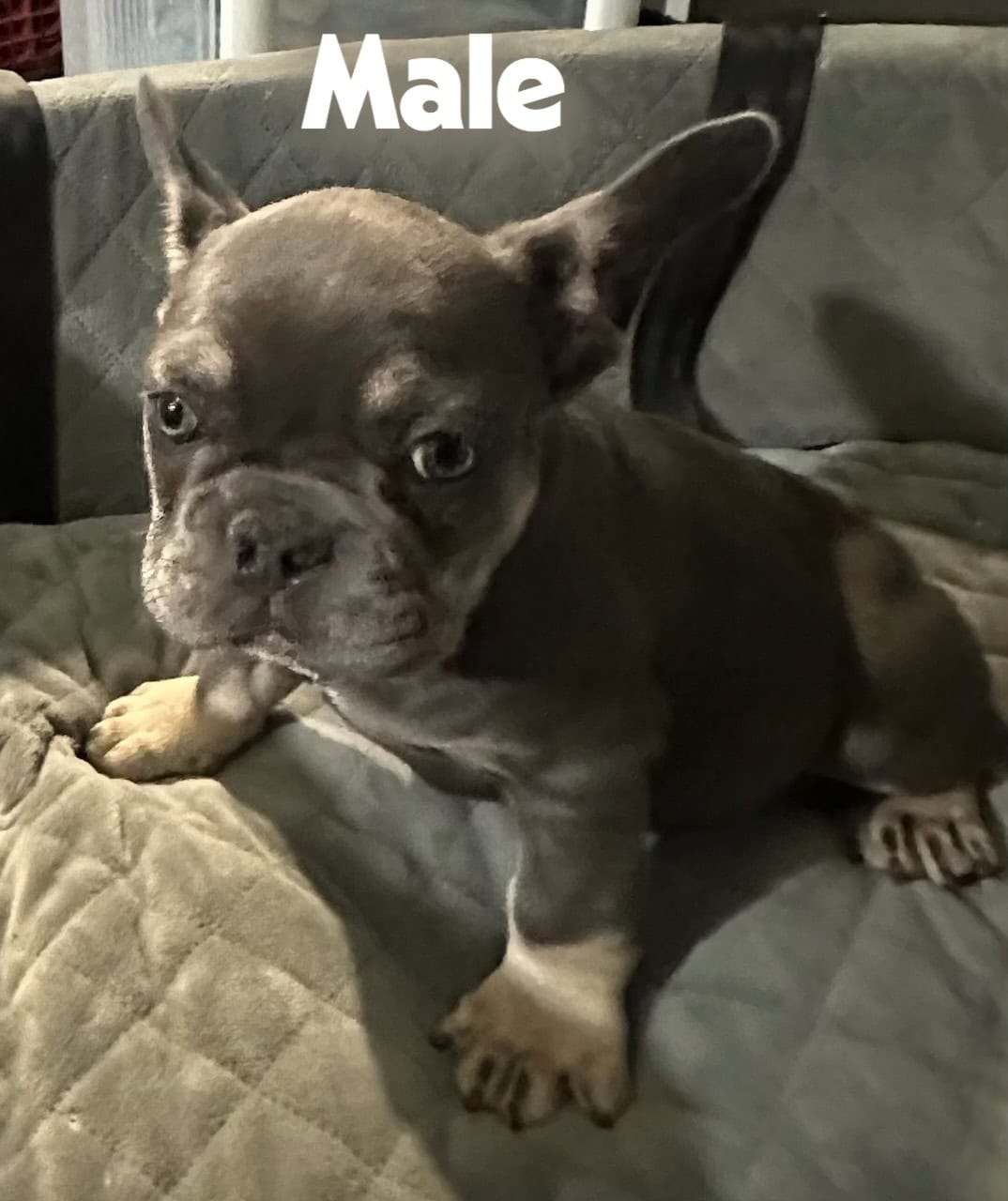 French Bulldogs AKC image 2