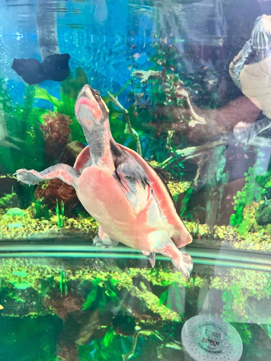 Turtles lost there mom to cancer image 16
