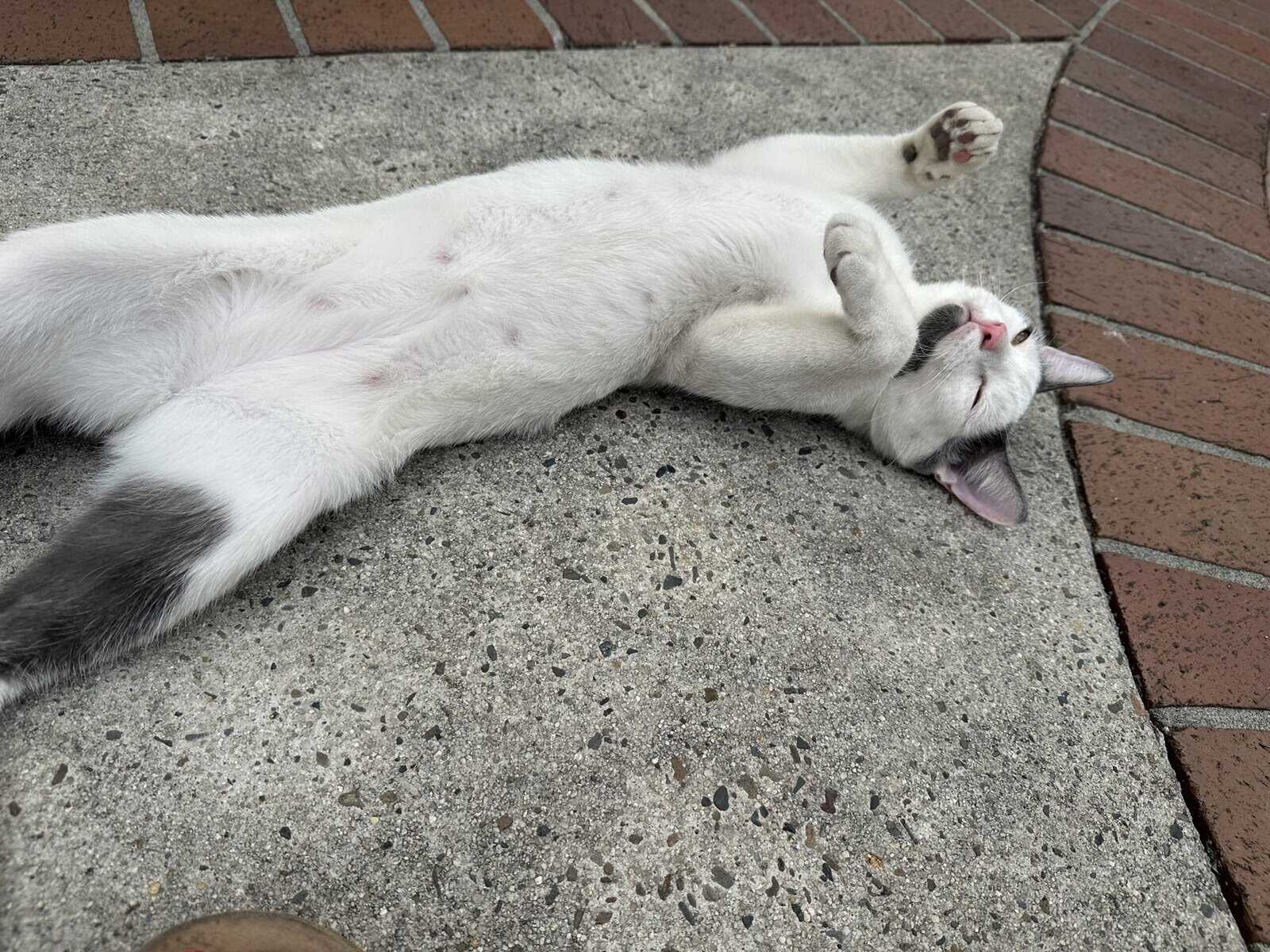 Cuddly Male Cat Needs Loving Home image 3