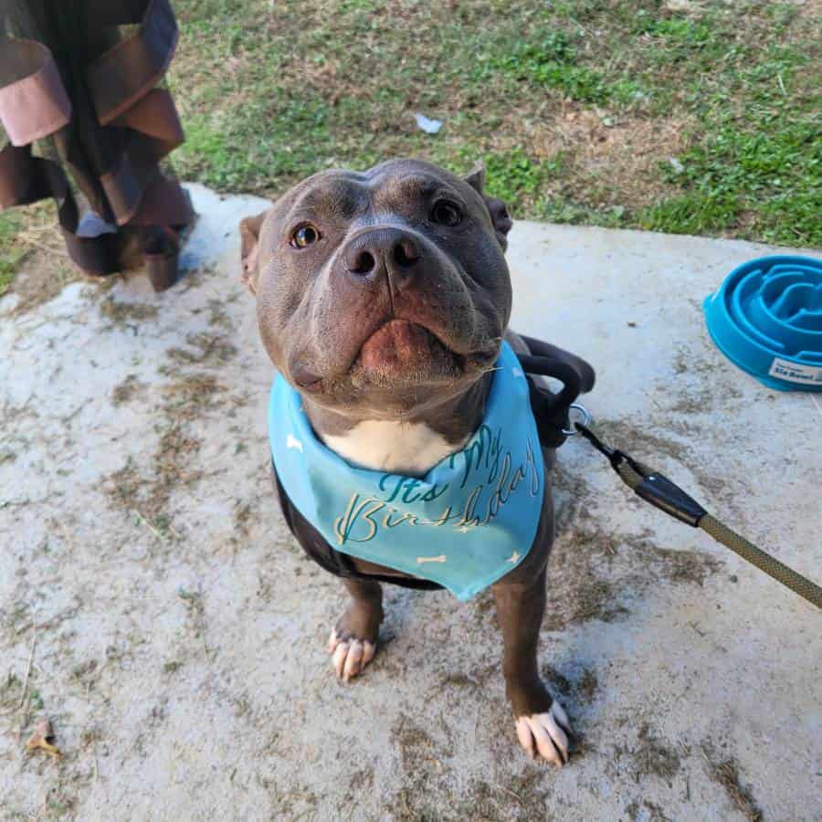 Male American Bully to good home ASAP image 1