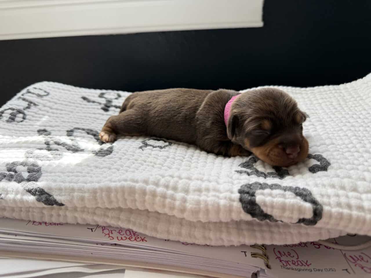Silky wire mini dachshunds image 1
