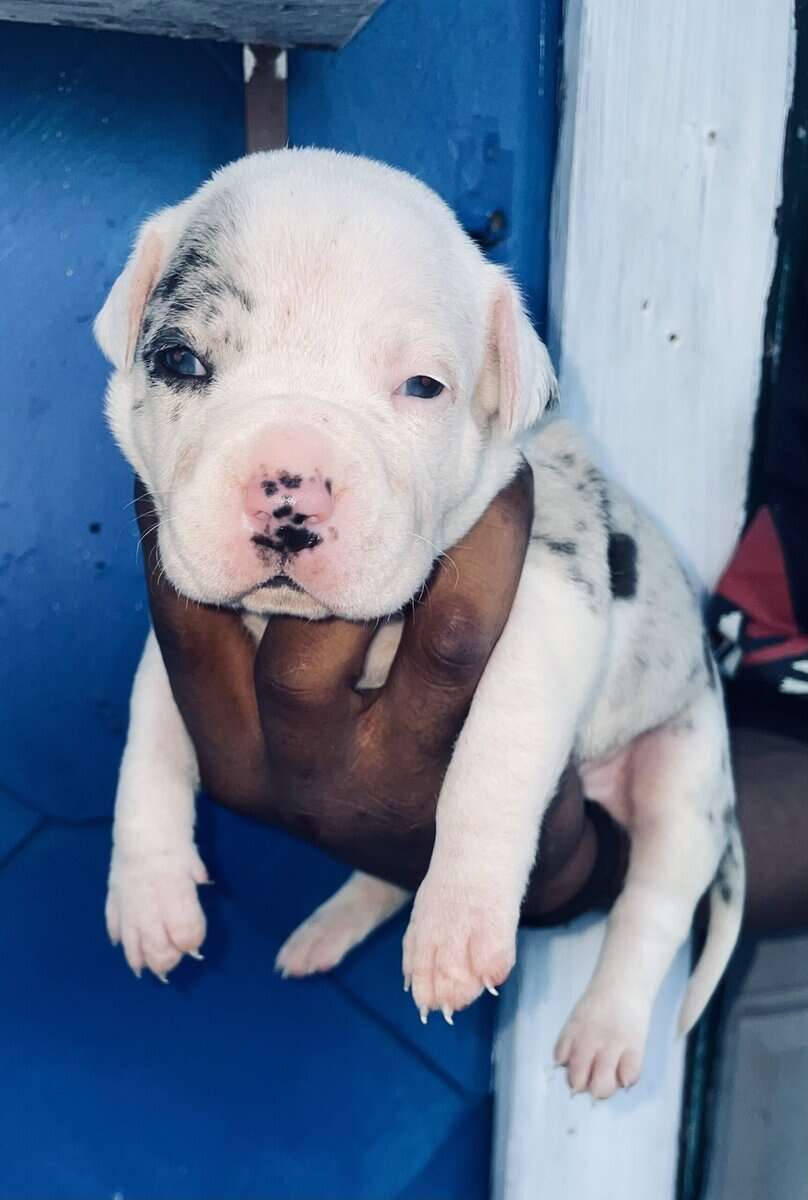 Merle American Bully Puppies for sale image 8
