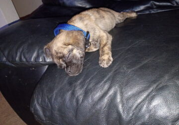 Pug male puppy 10 weeks