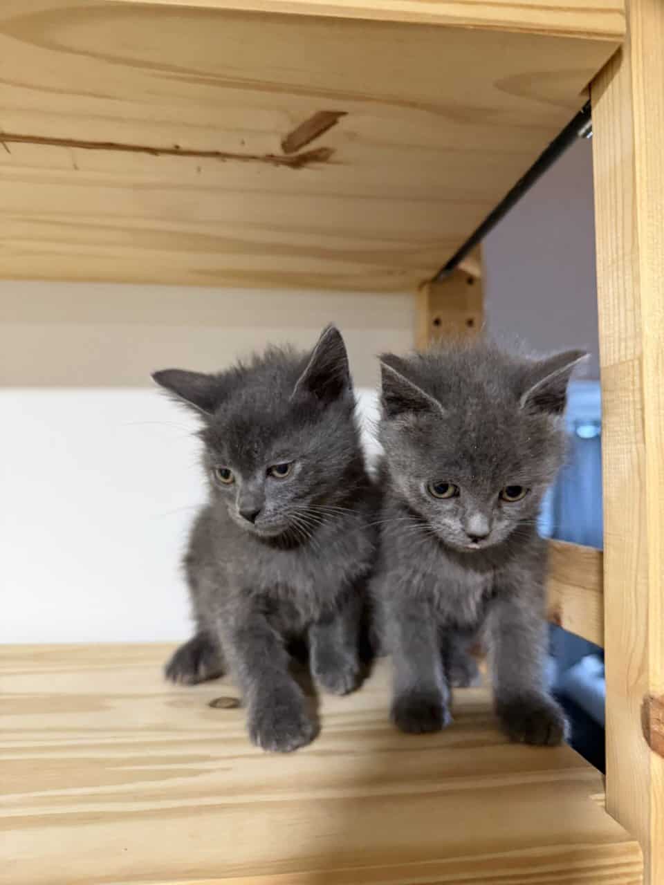 Russian blue fall/winter 2025 image 2