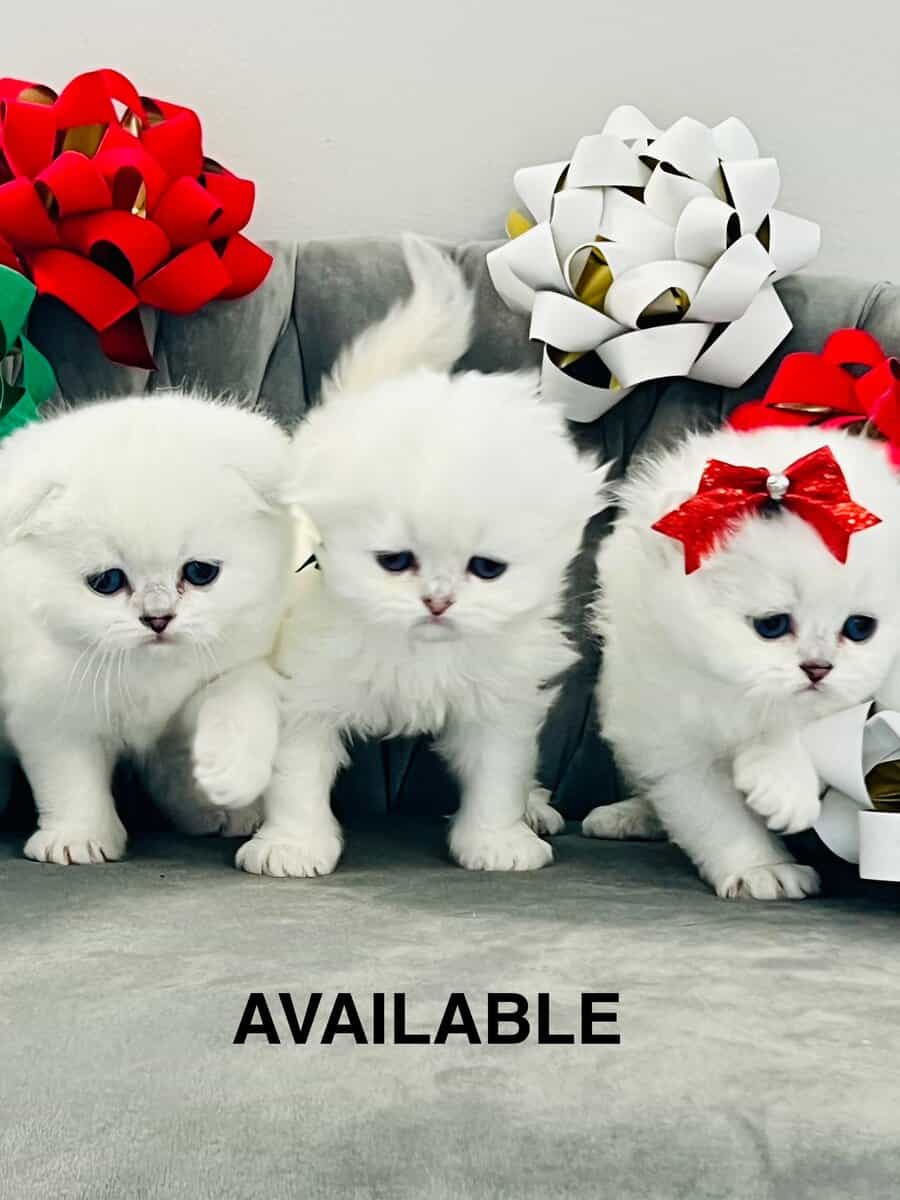 Scottish kittens image 5