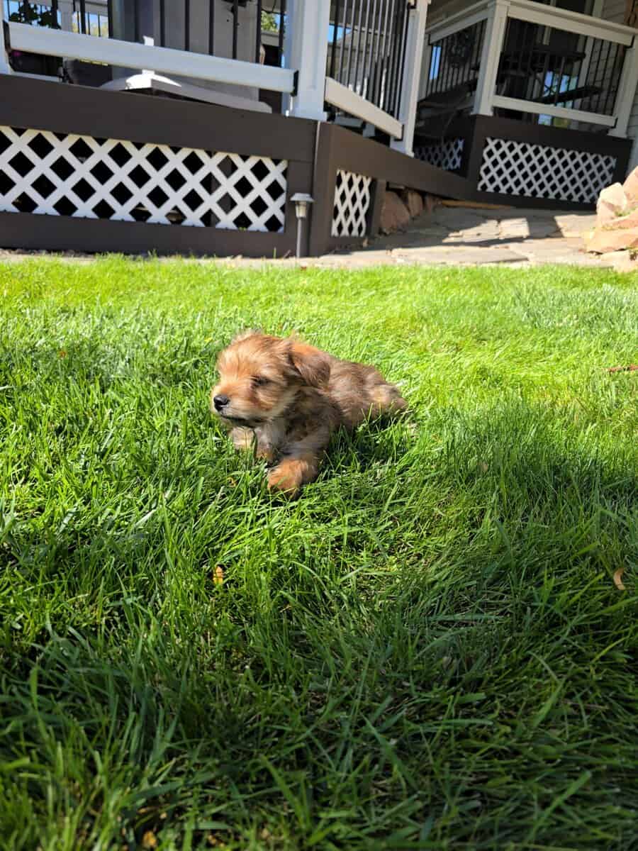 4 month old Male image 1