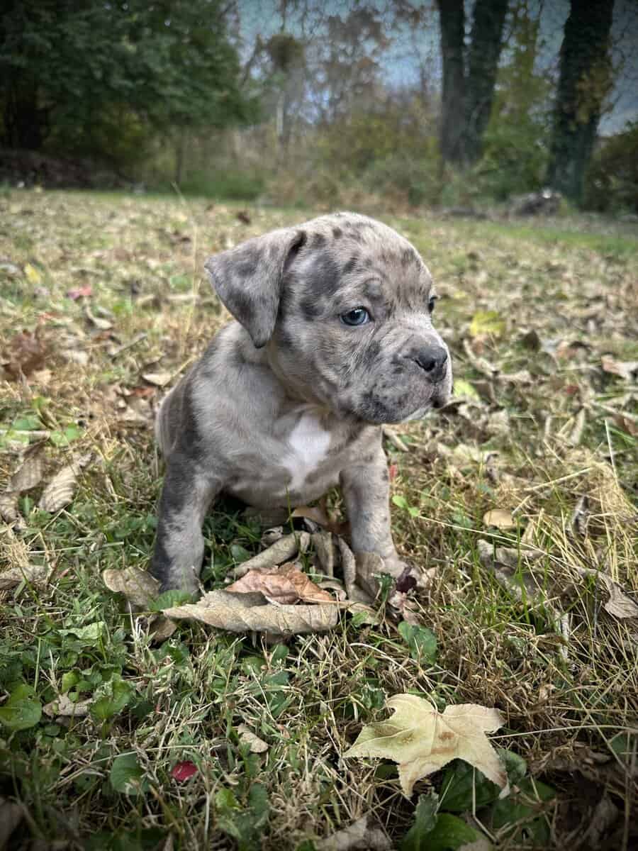 Maverick (Champion Bloodline) image 5