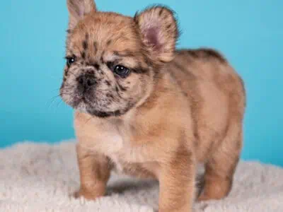 French Bulldog Puppies