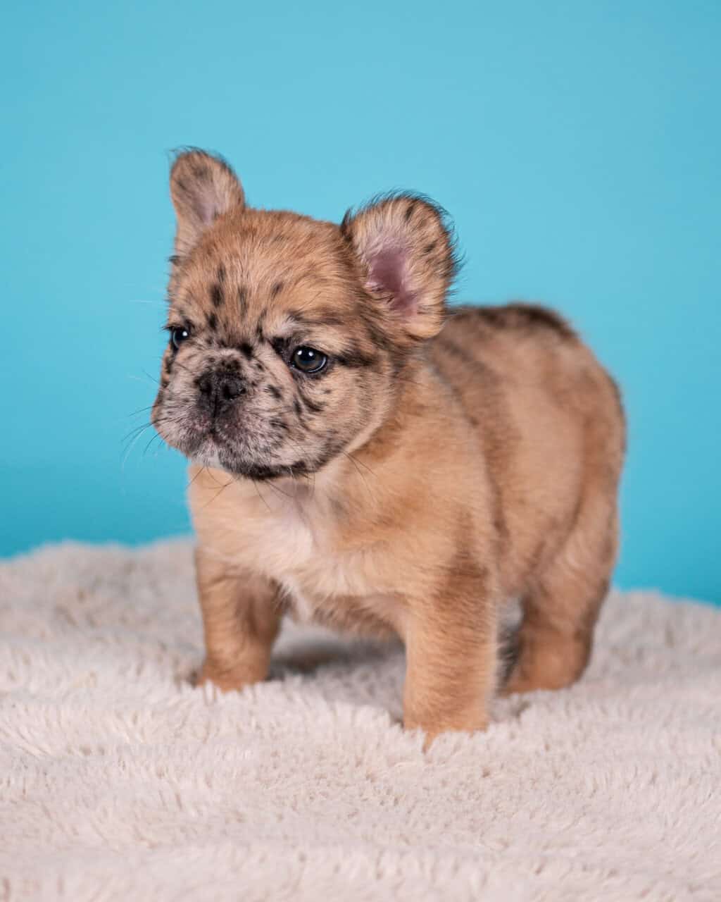 French Bulldog Puppies image 1