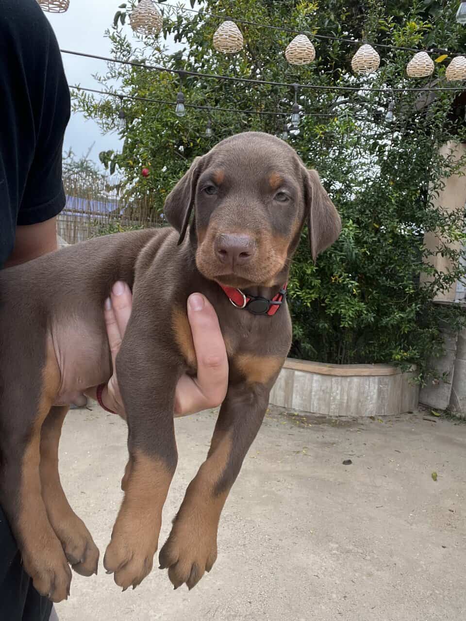 European Doberman puppies image 5