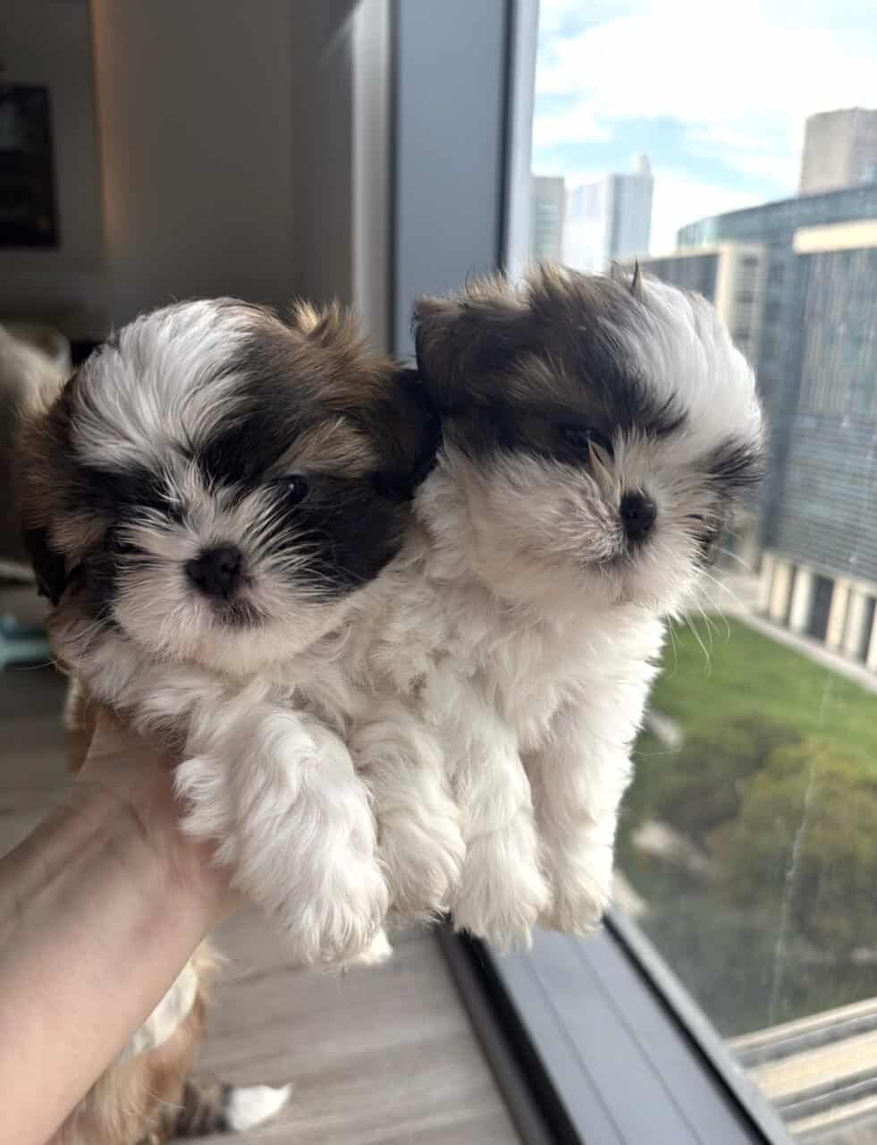 Mini Shih Tzu Puppies image 2