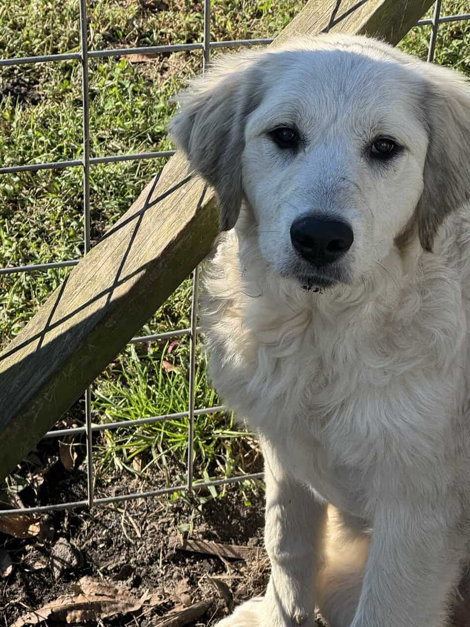 Great Pyrenees image 3