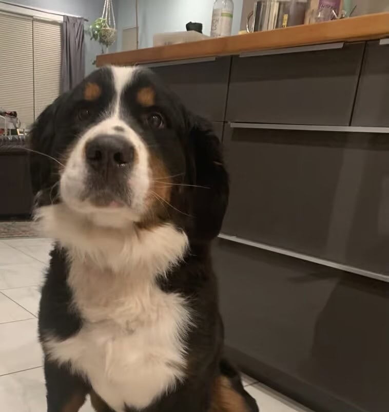 Female Bernese Mountain Dog image 1