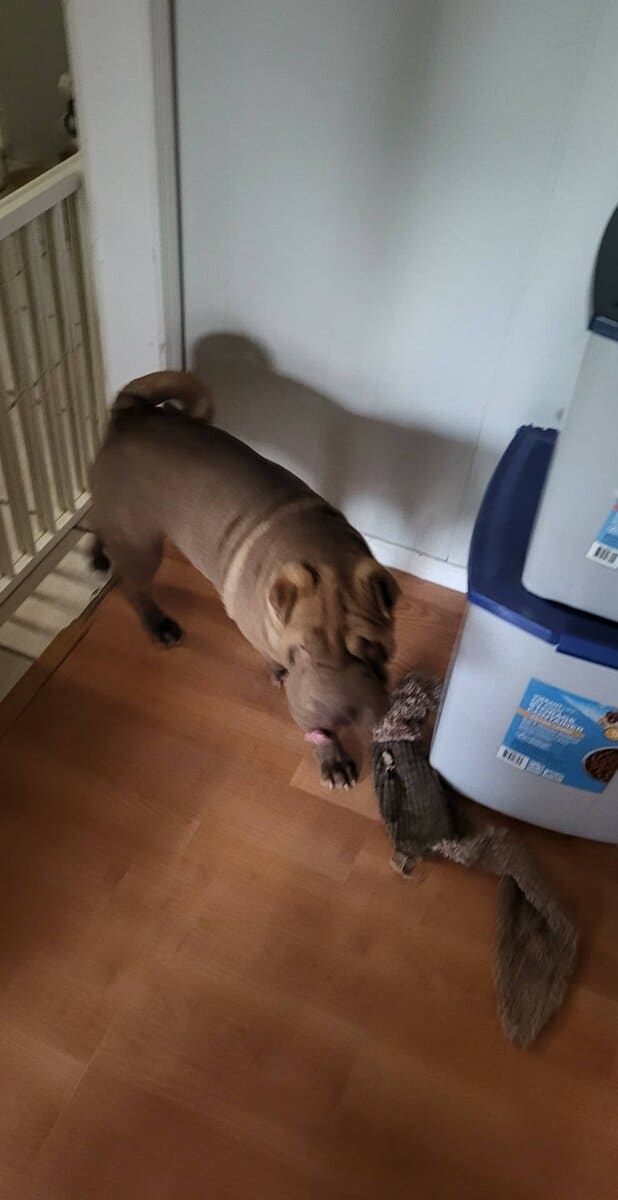 Shar Pei Puppy Male image 1