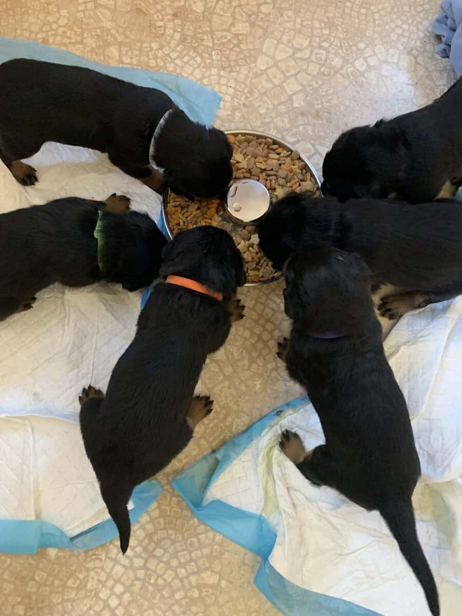 Female Rottweiler Pups image 6