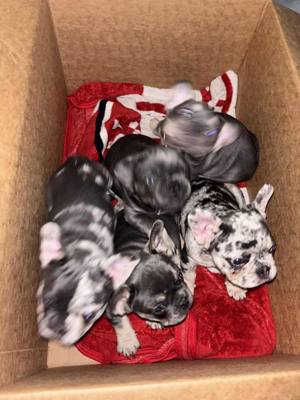 Akc French Bulldog (best pricing !) image 8