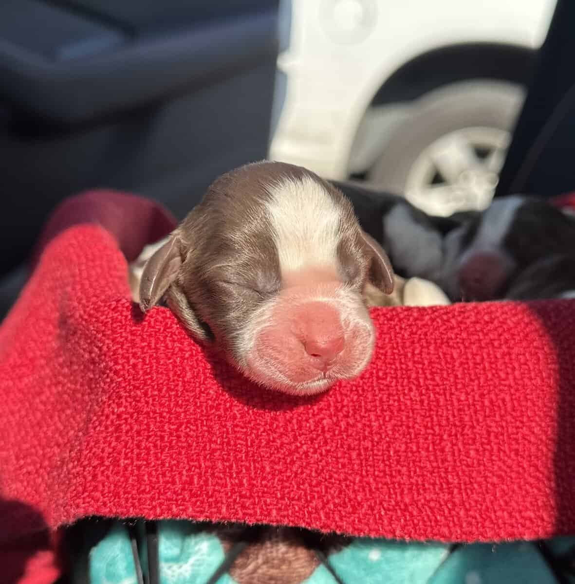 English Springer Spaniel Puppies image 6